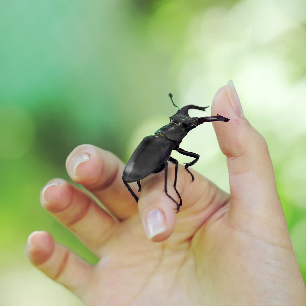 Stag beetle in hand. Lucanus cervus. Fighting beetles