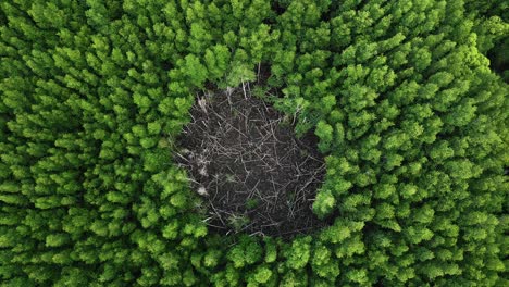 Vista-De-Pájaro-Del-Extraño-Círculo-De-Bosque-De-Manglares-Muertos-En-Krabi,-Sur-De-Tailandia