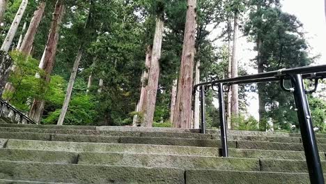 Walking-up-stone-stairs-entering-a-pine-forest-in-Japan