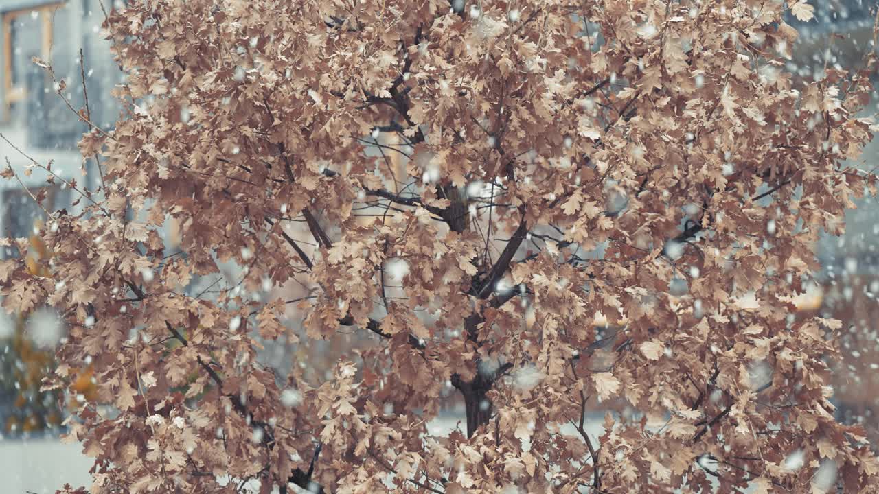 마른 참나무 잎에 천천히 떨어지는 눈 소용돌이와 싸웁니다.