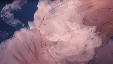 close-up of a mauve stinger jellyfish underwater