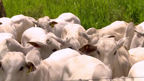 Curious-Nelore-Calves-Standing-Together-Looking-Into-Camera,-Brazil