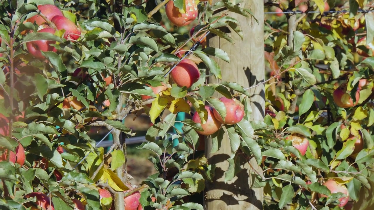 Mela che cresce in un frutteto