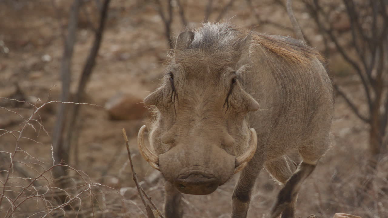 Facocero che corre al rallentatore, animale carino