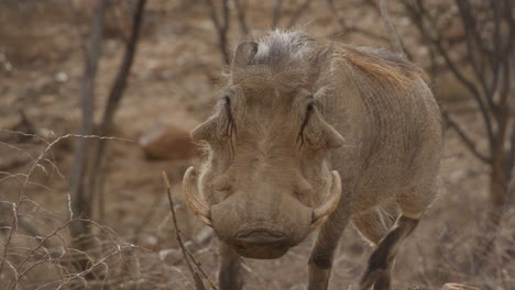 Warzenschwein-Läuft-In-Zeitlupe-Süßes-Tier