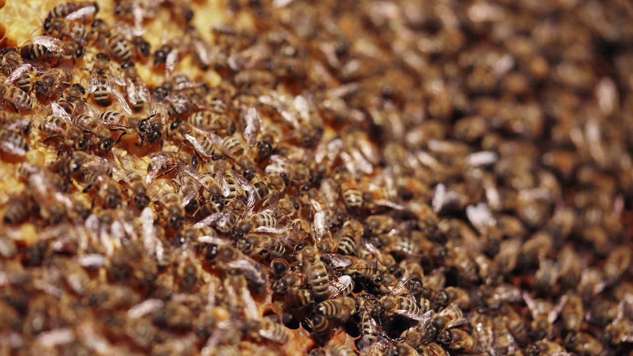 Bees amassed and swarming together on a frame. Honey insects crawling on a honeycomb. Busy bees working on a honeycomb. Macro shot.