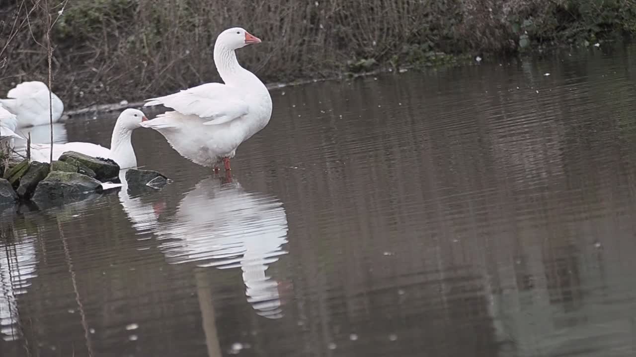 gansos blancos acicalándose en un charco de agua