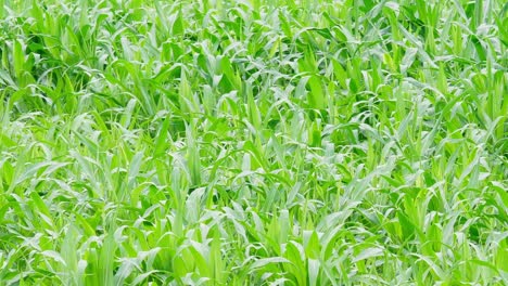 el maíz joven crece a medida que se aleja revelando una cosecha saludable tan verde bajo un hermoso día soleado