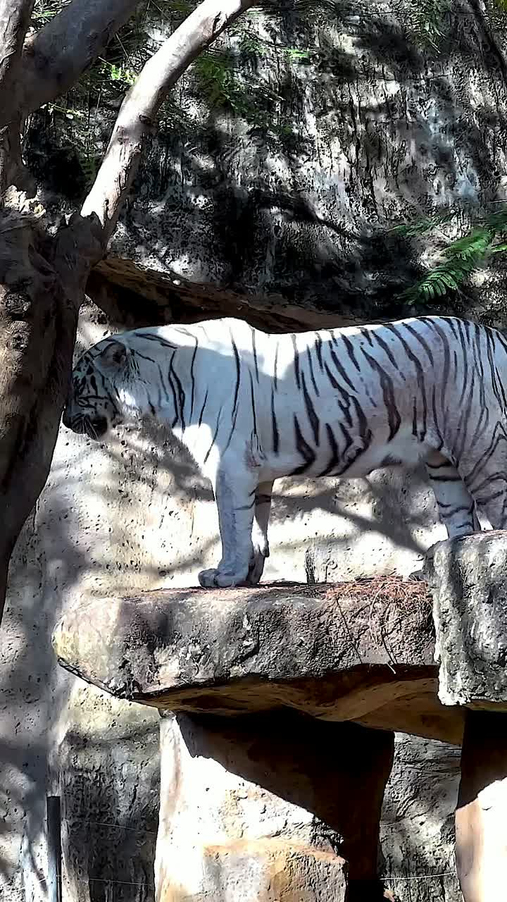 Tigre bianca che cammina su una piattaforma rocciosa