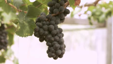 viñedo de uva orgánica con muchos racimos de uvas para la cosecha