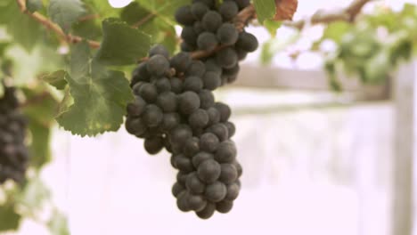 organic grape vineyard with many bunches of grapes for harvesting