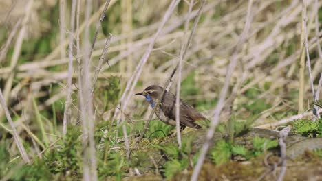 Vögel---Blaukehlchen-Oder-Schwätzchen,-Schüttelt-Den-Kopf-Und-Springt-Durch-Hohes-Gras,-Totale