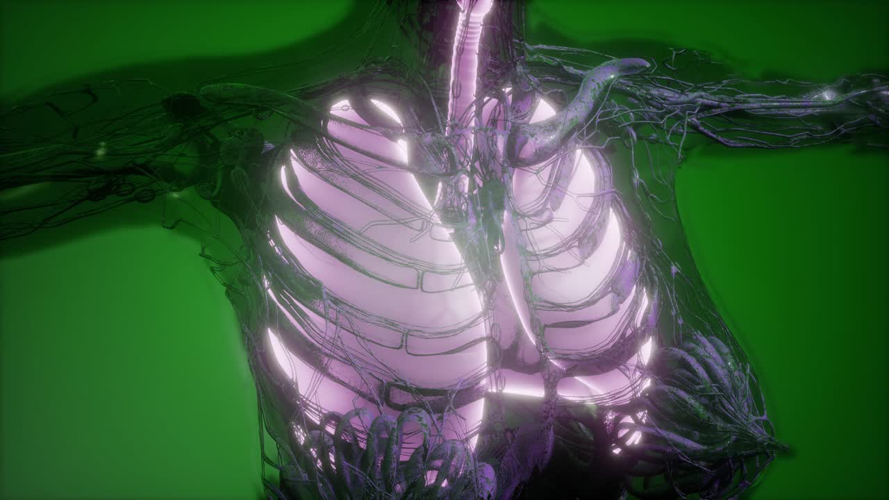 cuerpo humano con pulmones visibles