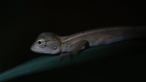 El-Lagarto-De-Jardín-Oriental-También-Se-Llama-Lagarto-De-Jardín-Oriental,-Chupasangre-Y-Lagarto-Cambiable