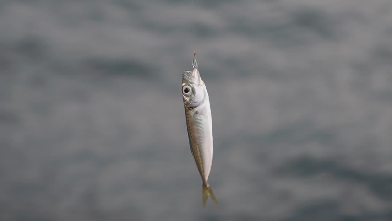 рыба на рыболовном крюке