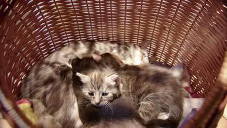 kittens cuddled up drinking milk from mom lying down in wicker basket, closeup