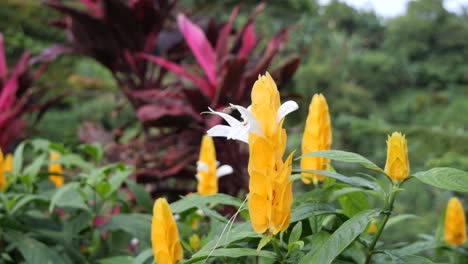yellow pachystachys lutea flower blooming in a flower garden in cebu in the philippines