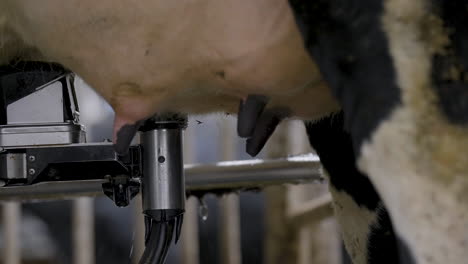 close up shot of a robotic machine milking cow udders on a farm