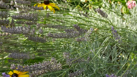 un arbusto de lavanda se mueve en el viento