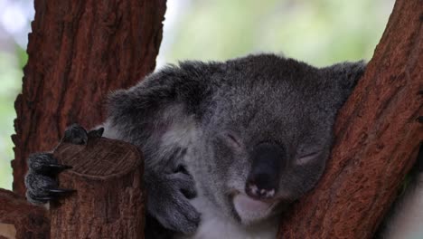 koala sleeps comfortably on a tree branch