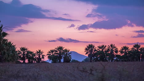 Tropical-palm-frond-trees-in-front-of-pink-yellow-cloudy-sky,-time-lapse