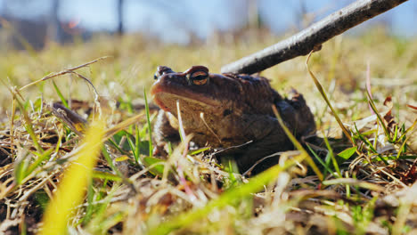 toad slowly blinks in spring sun while being gently touched with a wooden stick