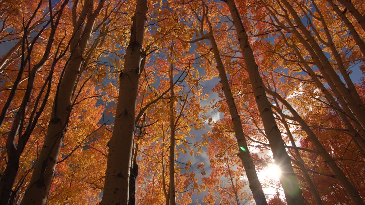 Elevated view of a serene South Korean forest with vibrant autumn leaves under soft sunlight filtering through branches, creating a tranquil, picturesque scene with vivid colors