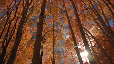 elevated view of a serene south korean forest with vibrant autumn leaves under soft sunlight filtering through branches, creating a tranquil, picturesque scene with vivid colors
