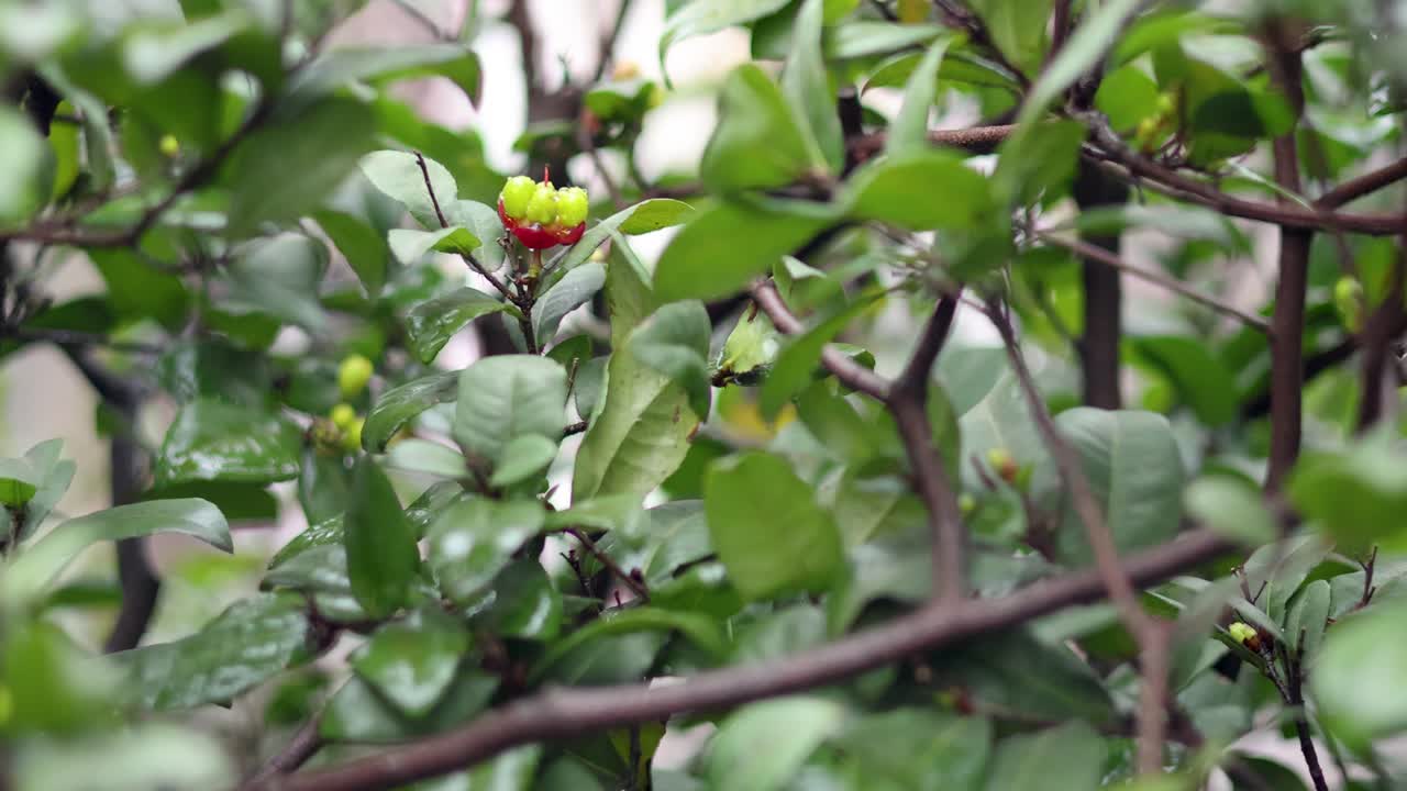 젊은 꽃이 피는 가지의 클로즈업