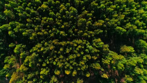 Vogelperspektive-Aus-Der-Luft,-Die-Sich-über-Einem-Wunderschönen-Grünen-Wald-Erhebt