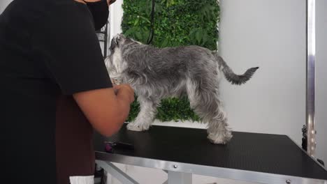 Dog-groomer-uses-nail-grinder-on-Miniature-Schnauzer,-rotating-shot