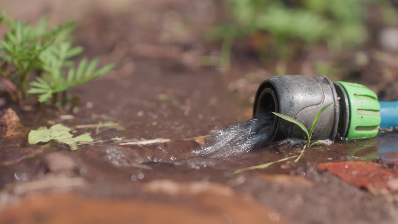 Garden Leak Detail, Dewdrop Forming On Seedlings Near Water, Gentle Water Seepage Pooling Around Young Plants In Yard, Close View Of Leaky Hose Watering Fragile Seedlings Outdoors With Muddy Patches