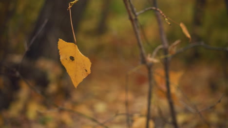 autumn leaf hanging and swaying quickly in the wind, with blurred background showcasing dry foliage, greenery, and trees, capturing dynamic movement and vibrant fall nature