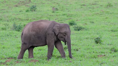 Los-Elefantes-Asiáticos-Son-Especies-En-Peligro-De-Extinción-Y-También-Son-Residentes-De-Tailandia