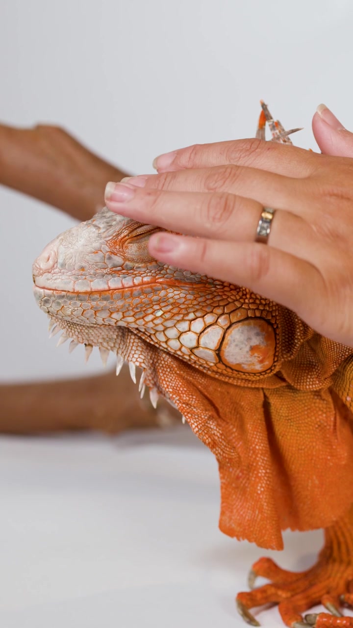 Una persona accarezza delicatamente la testa e il collo di una calma iguana arancione al chiuso