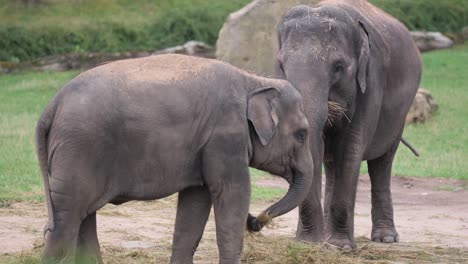 two asian elephants eating – middle shot in zoo enclosure