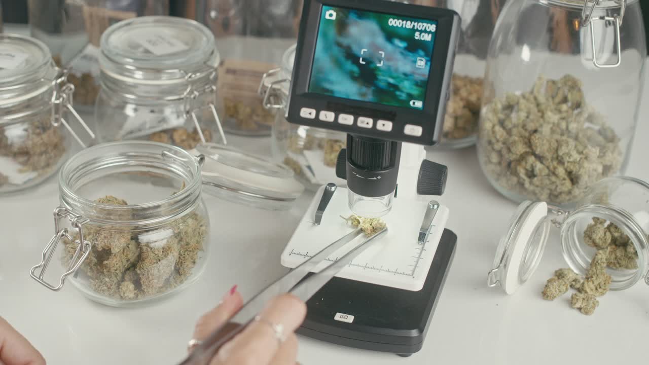 Cannabis bud examination and quality control in a laboratory setting