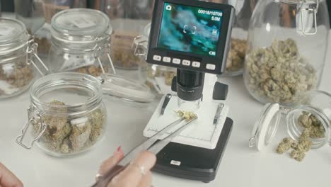 cannabis bud examination and quality control in a laboratory setting