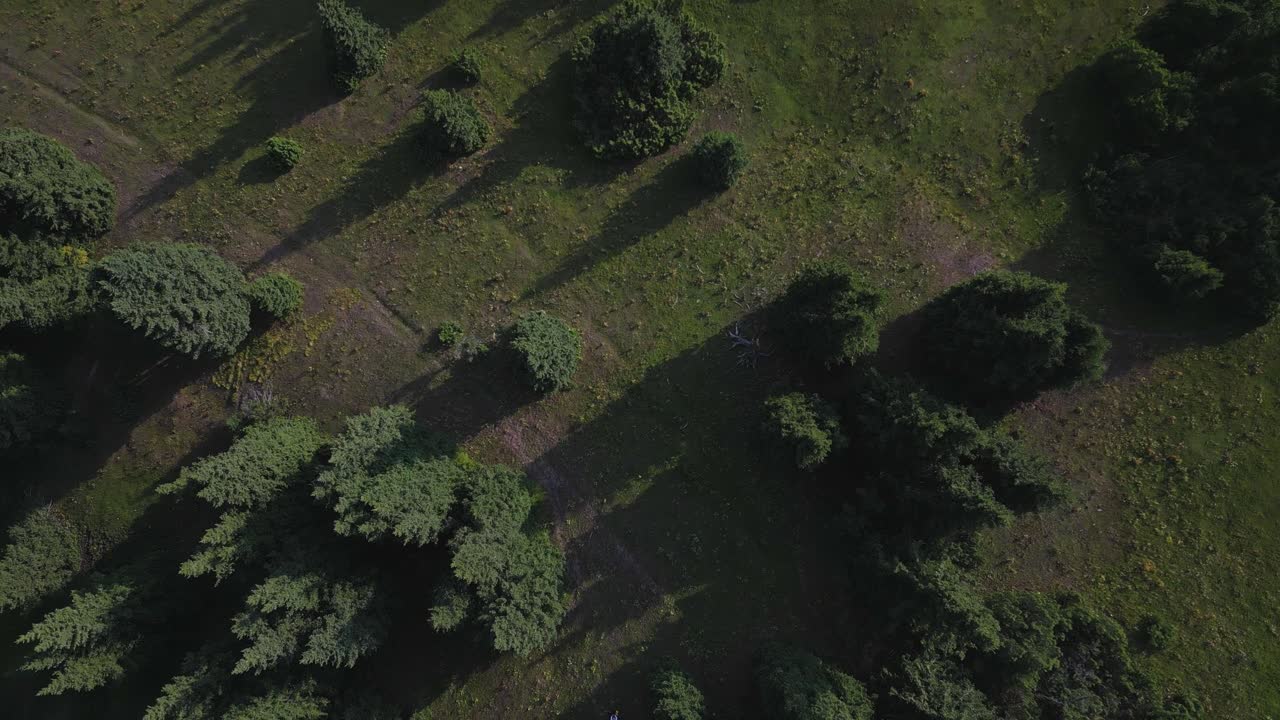 Drone spirals upward over spruce trees cinematic pullback