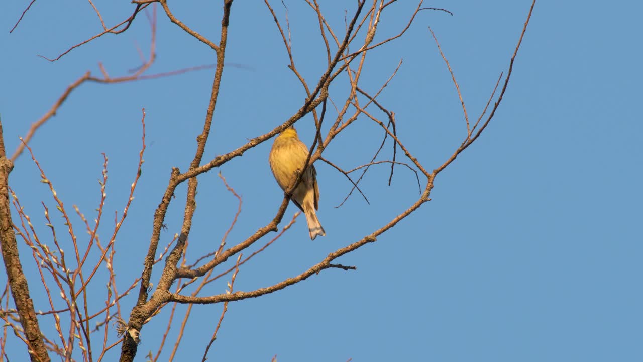 저녁 햇살에 노래하는 yellowhammer emberiza citrinella