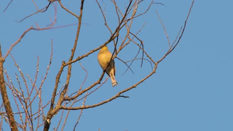 Die-Goldammer-Emberiza-Citrinella-Singt-In-Der-Abendsonne