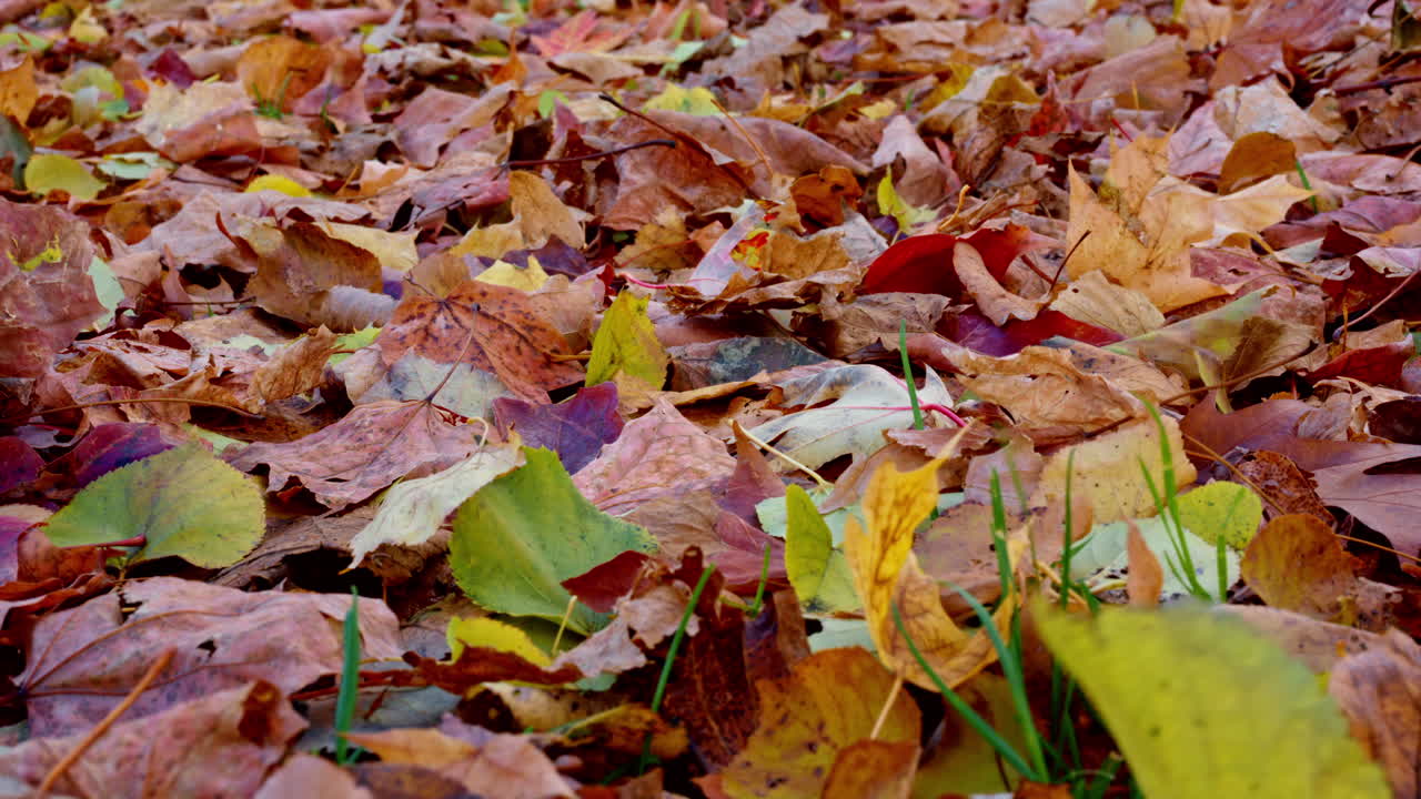 A smooth shot of late autumn leaves covering the ground, perfect for seasonal transition themes, weather visuals and natural backgrounds