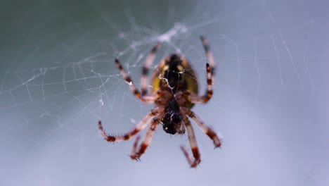 big spider eating prey