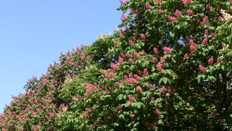 Un-Gran-Racimo-De-Castaños-De-La-India,-Con-Flores-Rosas-Y-Blancas