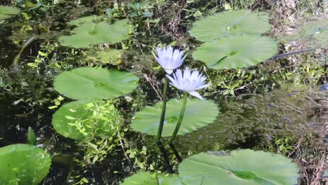 time-lapse of a water lily opening in sunlight