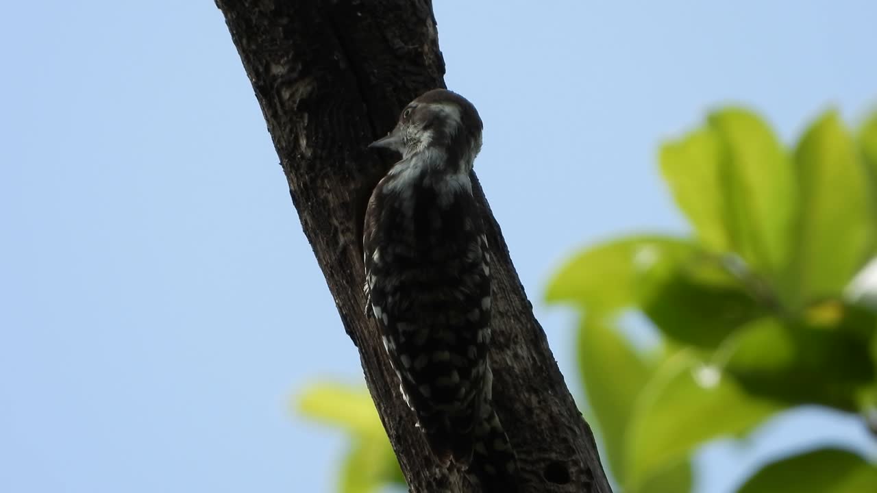 pájaro carpintero en el árbol uhd mp4 4k video.