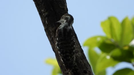 woodpecker-in-tree-UHD-MP4-4k-video.