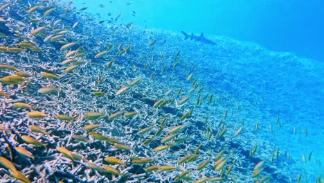 Escuela-De-Peces-Amarillos-Nadando-Bajo-El-Océano-En-Las-Islas-Bonin,-Japón.