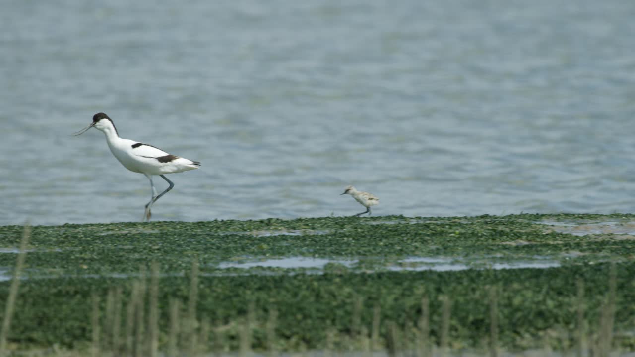 물 가장자리를 따라 걷는 작은 kluut 병아리 추적 어머니