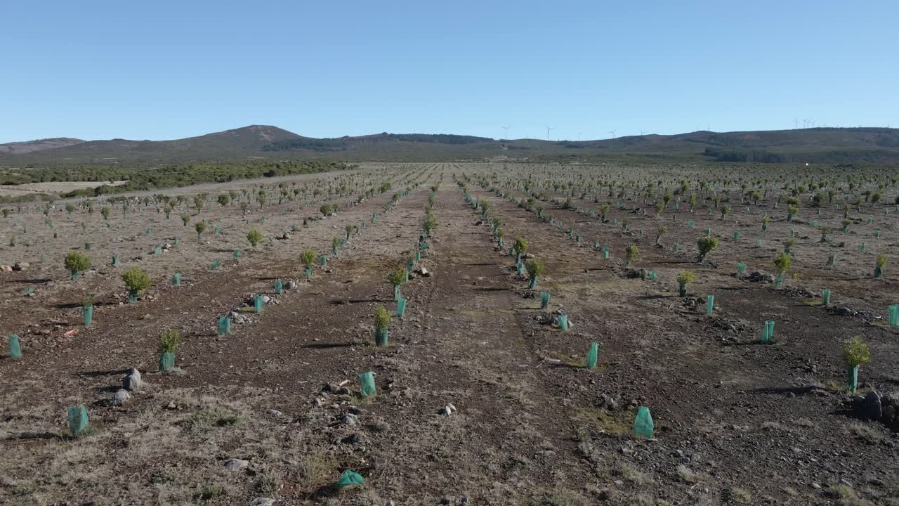 vista aérea de la nueva plantación de algunos árboles de ericacea y árboles de calluna vulgaris para ayudar en la recolección de agua de lluvia, drone moviéndose a la derecha mostrando la extensión de la plantación, 4k, 60fps